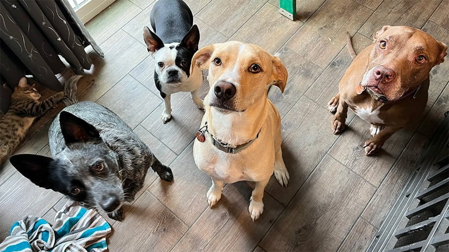 Sara pets group