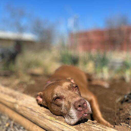 CXT Software - Pets - Athena outside