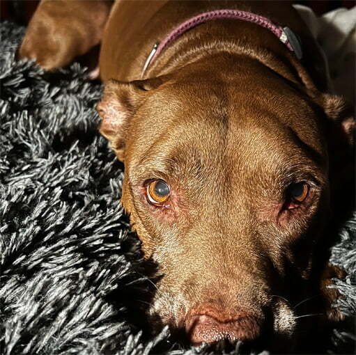 CXT Software - Pets - Athena